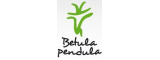 Betula pendula