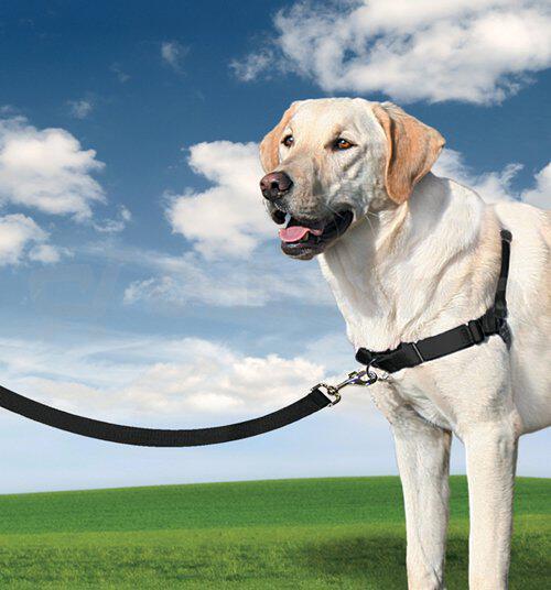 PetSafe® Postroj EasyWalk černý M