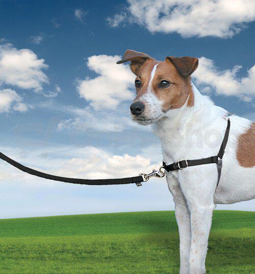 PetSafe® Postroj EasyWalk černý S