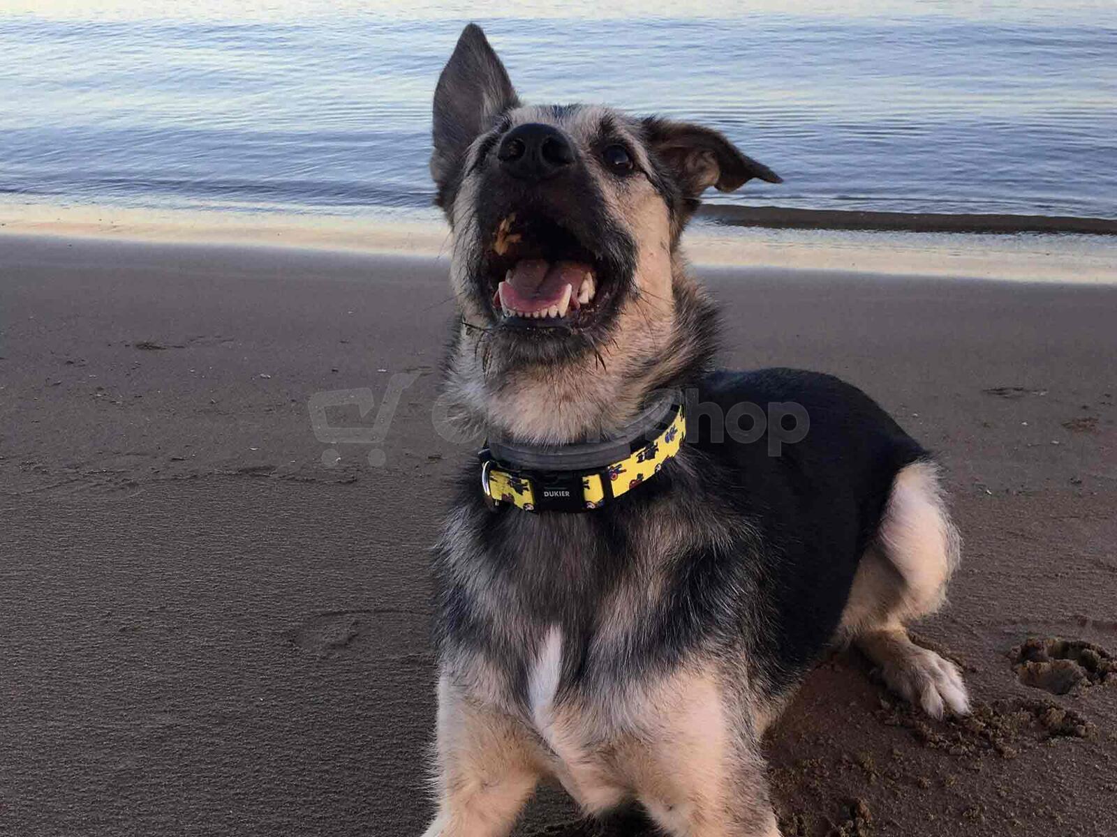Dukier Obojek SUPERDOG velikost S