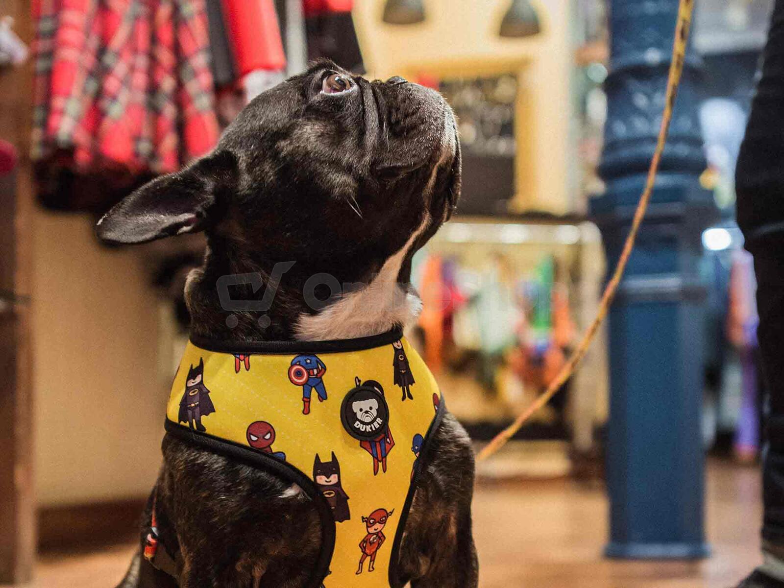 Dukier Oboustranný postroj SUPERDOG velikost XS