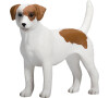 Mojo Jack Russell teriér