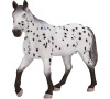 Mojo Appaloosa hřebec