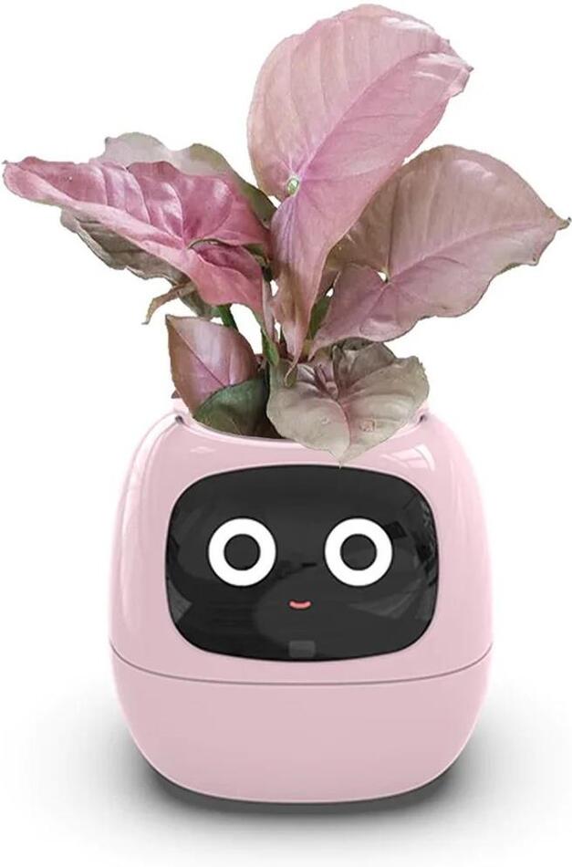 Ivy růžový PLANTSIO