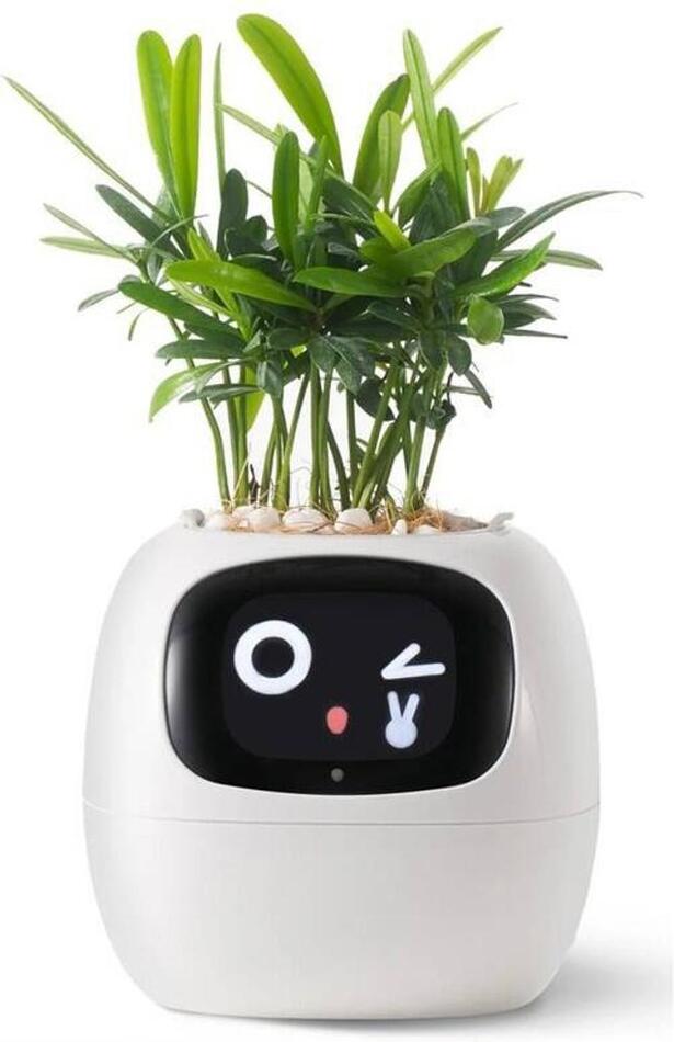 Ivy bílý PLANTSIO