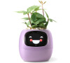 Ivy fialový PLANTSIO