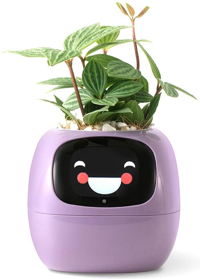 Ivy fialový PLANTSIO