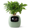 Ivy zelený PLANTSIO
