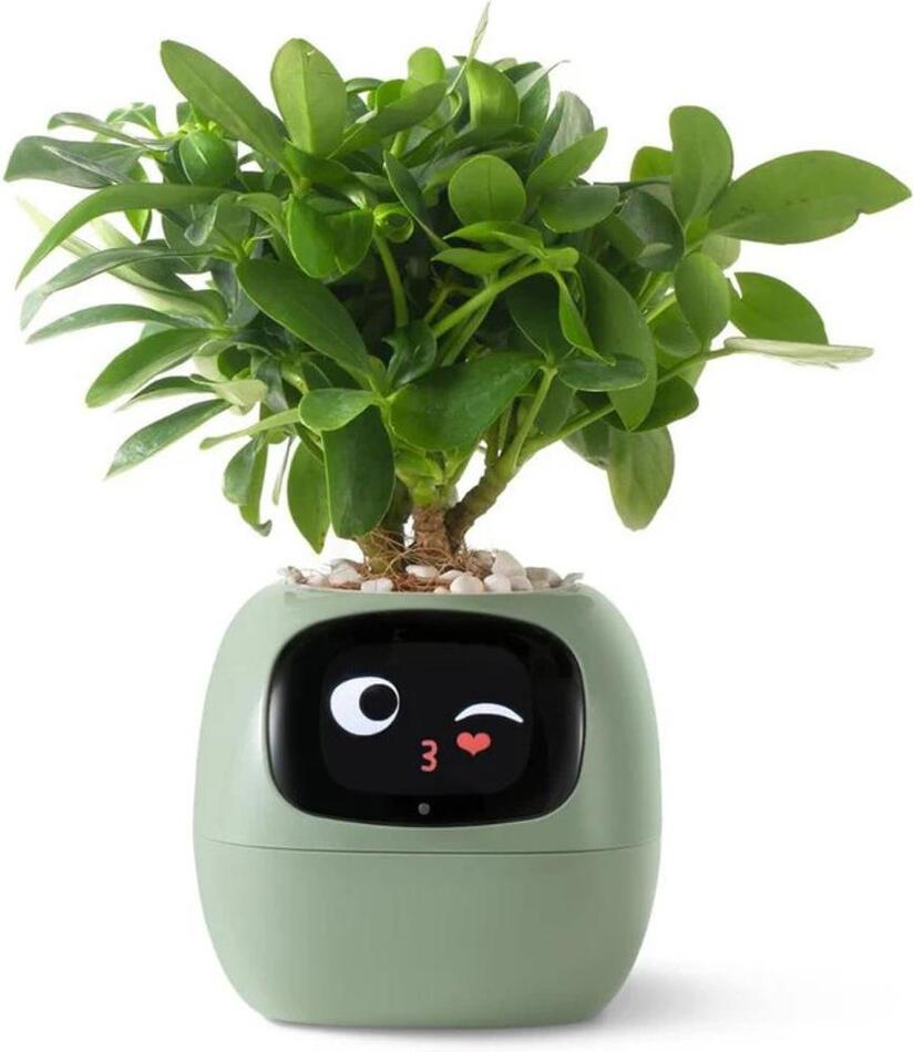 Ivy zelený PLANTSIO