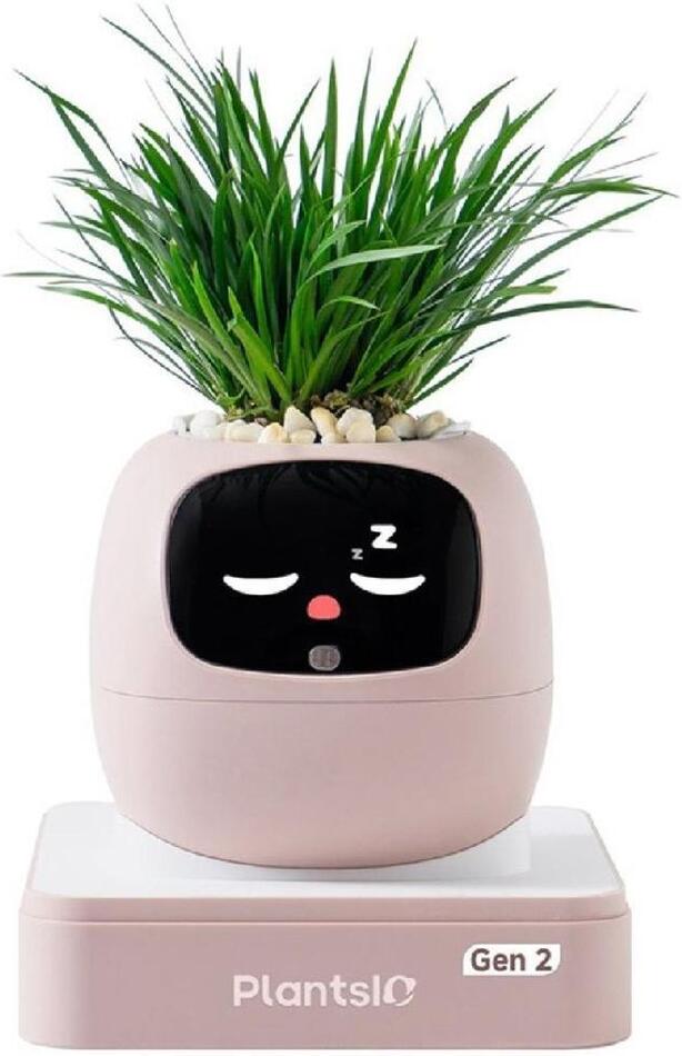 Ivy 2 gen. růžový PLANTSIO