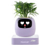 Ivy 2 gen. fialový PLANTSIO