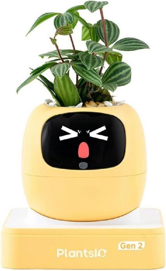 Ivy 2 gen. žlutý PLANTSIO