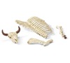 Svět přírody - kosti SCHLEICH