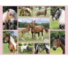 Ravensburger puzzle Svět koní 300 dílků