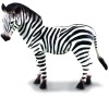 Zebra - mládě