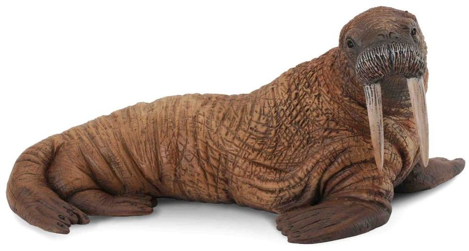COLLECTA Mrož lední