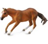 Quarter horse