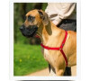 Postroj EasyWalk , červený XL PetSafe