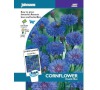 Chrpa „Double blue“ JOHNSONS