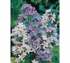 Zvonek  lactiflora MIXED JOHNSONS