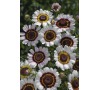 Chryzantéma COCKADE JOHNSONS