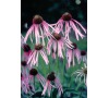 ECHINACEA Pallida JOHNSONS