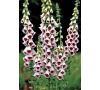 Náprstník FOXGLOVE PAM’S CHOICE JOHNSONS