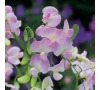 Hrachor PINK PEARL JOHNSONS
