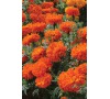 Afrikán ORANGE (AFRICAN) JOHNSONS