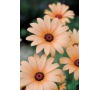 Osteospermum  SALMON JOHNSONS