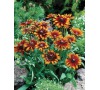 Echinacea MORENO JOHNSONS