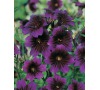 Jazylka KEW BLUE JOHNSONS