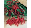 PAPRIKA HOT THAI CULINARY JOHNSONS