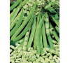FAZOLE (FLAGEOLET) FLAGRANO JOHNSONS