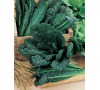 KAPUSTA NERO DI TOSCANA JOHNSONS