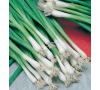 CIBULE  JAPANESE bunching Long White Tokyo JOHNSONS