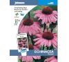Echinacea „Bravado“ JOHNSONS