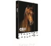 Karton P+P Box na sešity A4 Jumbo GEO WILD kůň 5-71018
