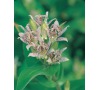 Lilie HIRTA TOAD LILY JOHNSONS