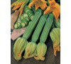 Cuketa Striato D'ITALIA JOHNSONS
