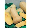 Dýně Butternut SPRINTER F1 JOHNSONS