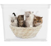 KIS C box Puppy and Kitten - CUBE