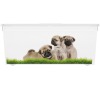 KIS C box Puppy and Kitten - L