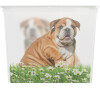 KIS C box Puppy and Kitten - XL