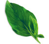 Plantui Basil Thai, 3 kapsle, bazalka thajská