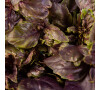 Plantui Basil Dark, 3 kapsle, bazalka tmavá