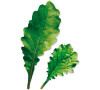 Plantui Leaf Radish, 3 kapsle, ředkev setá