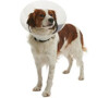 Kruuse Límec ochranný BUSTER plastový Clic Collar 25cm